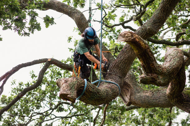 Trusted West Yellowstone, MT Tree Care Experts