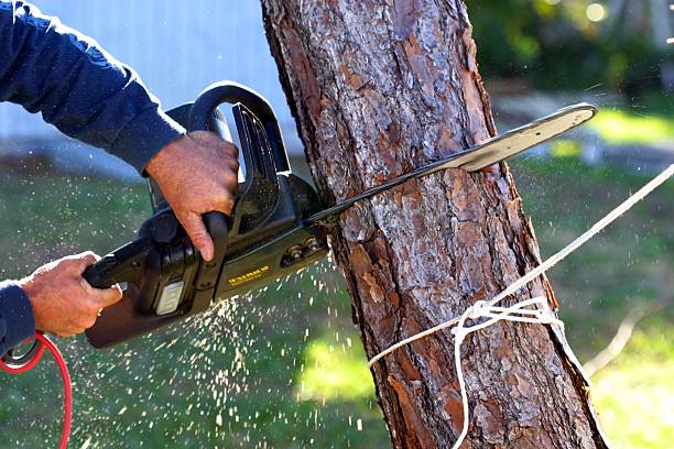 How Our Tree Care Process Works  in  West Yellowstone, MT